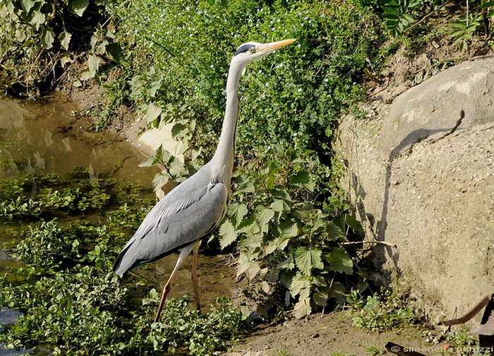 Airone curioso - Ardea cinerea